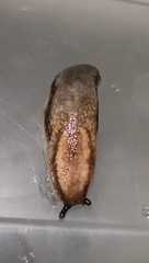Arion fasciatus