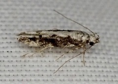 Coleotechnites florae