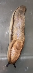 Arion fasciatus