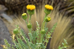 Senecio jarae