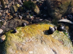 Littorina littorea