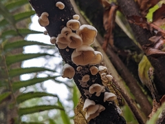 Crepidotus variabilis