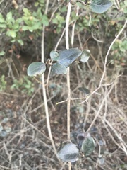 Lonicera subspicata