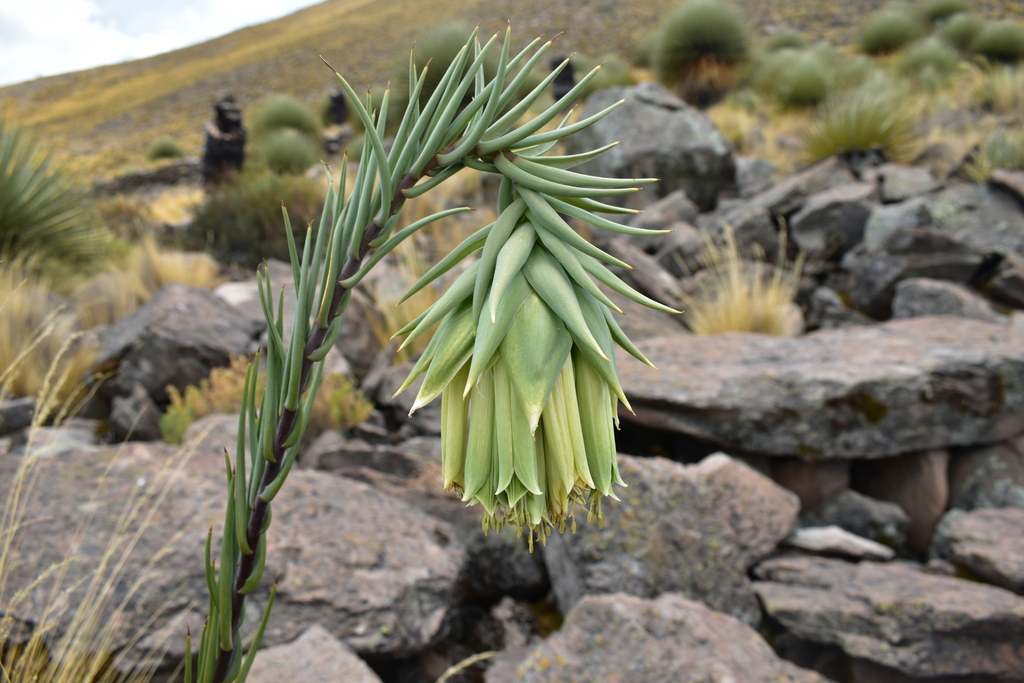 Bomarea subgen. Wichuraea