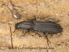 Bothrideridae