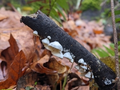 Crepidotus variabilis
