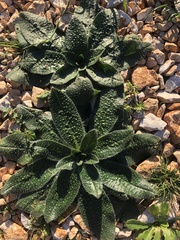 Echium