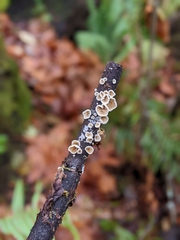 Crepidotus variabilis