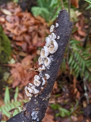 Crepidotus variabilis