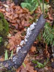Crepidotus variabilis