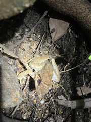 Limnonectes blythii