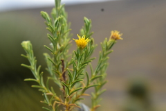 Parastrephia lucida