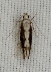 Coleotechnites florae