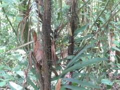 Arecaceae