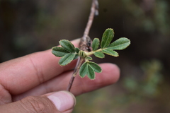 Polylepis