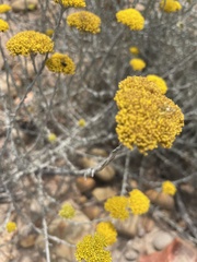 Helichrysum