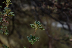 Polylepis