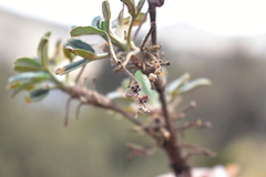 Polylepis
