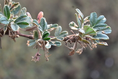 Polylepis