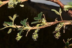 Polylepis