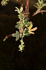 Polylepis