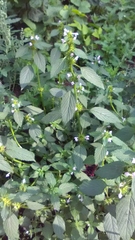 Galeopsis bifida