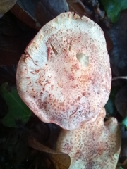 Cortinarius bolaris