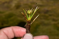 Oxychloe andina