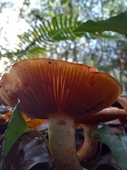 Cortinarius bolaris