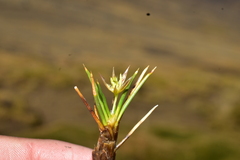 Oxychloe andina