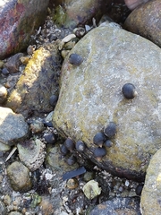 Littorina littorea