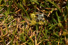 Oxychloe andina