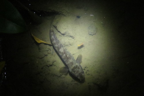 Bostrychus sinensis
