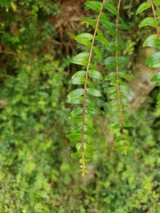 Metrosideros diffusa