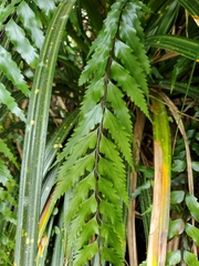 Asplenium polyodon