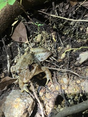Limnonectes blythii