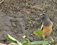 Dendrocitta vagabunda