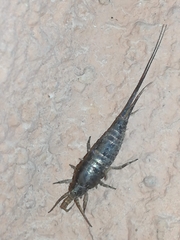 Machilinae