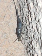 Machilinae