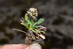 Valeriana globularis