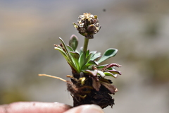 Valeriana globularis