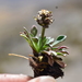 Valeriana globularis - Photo (c) Lucely L. Vilca Bustamante, some rights reserved (CC BY-NC), uploaded by Lucely L. Vilca Bustamante