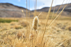 Deschampsia ovata