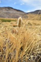 Deschampsia ovata