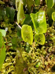 Hymenophyllum nephrophyllum