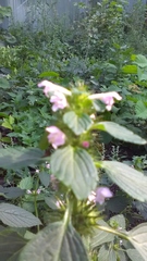 Galeopsis bifida
