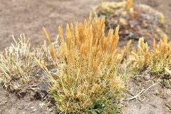 Calamagrostis vicunarum