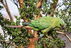 Enicognathus ferrugineus