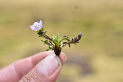 Gentianaceae