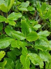 Pseudopanax colensoi